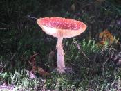 Klik op de foto voor groter formaat